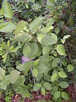 Bois gentil - Daphne Mezereum (fam Thymeleacees) (Europe, Siberie) (01) (Photo F. Mrugala)